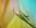 Panorpa communis (male)