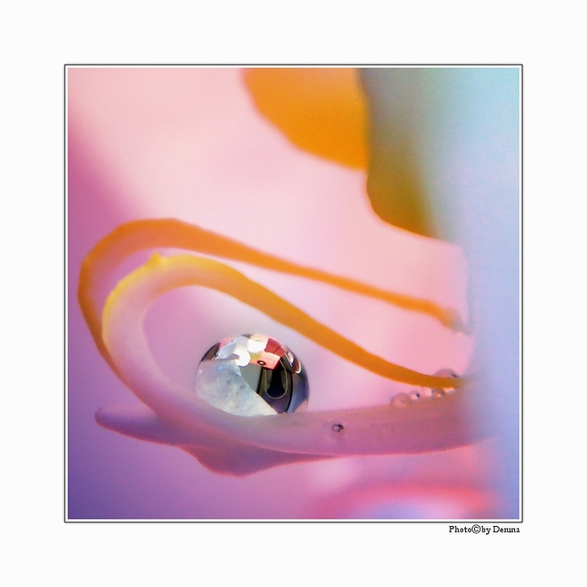 roscida orchis