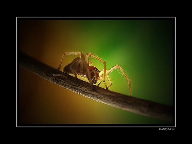 Araneae