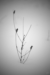 Kingdom of snow...