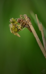 Libellula depressa