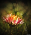 Bellis sylvestris