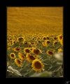 Helianthus