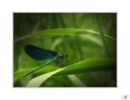 Calopteryx virgo