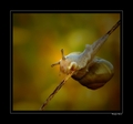 Stylomatophora