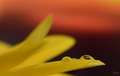 drops II.