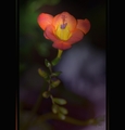 freesia
