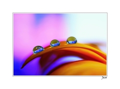 drops