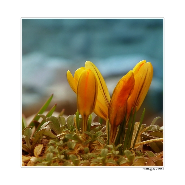 Crocus-Krokus