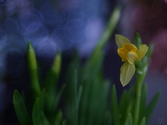 Narcissus