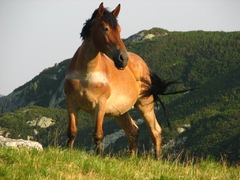 Divoky kon