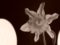narcis