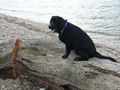 Bart on the tree trunk