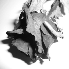 Veronikina ruža