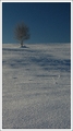 STROM