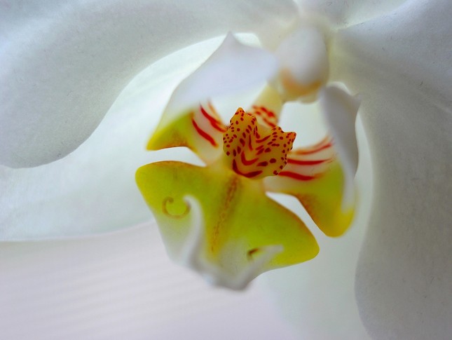 orchidea