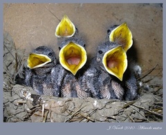 "Song band" Hirundo rustica