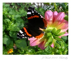 Vanessa atalanta