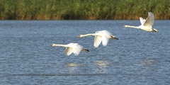 Labuť velká (Cygnus olor)