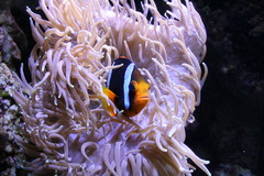 Nemo - zivy :-)