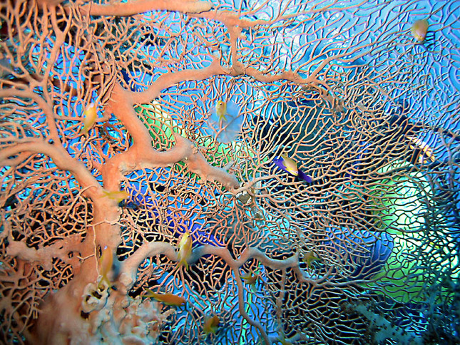 v zajati koralu