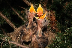 Male drozdy