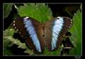  Morpho peleides