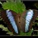  Morpho peleides