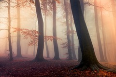 Zahmleny les - surreal