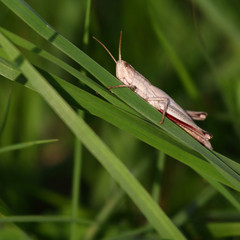 kobylka