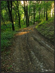 Lesná cestička