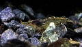 Neocaridina Heteropoda
