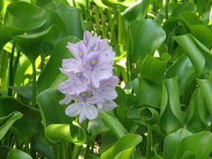 Eichornia