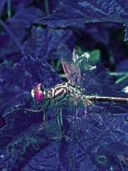 Night dragonfly
