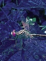 Night dragonfly