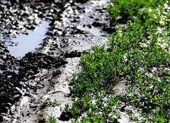 LIfe on Earth