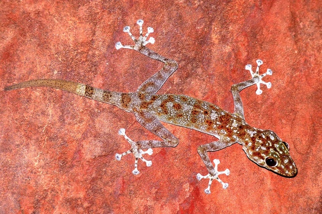 Gekon