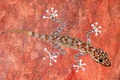 Gekon