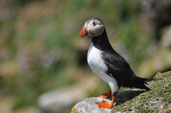 puffin