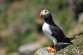 puffin