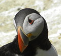 PUFFIN