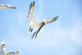 Gannet