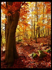 Na červenom koberci