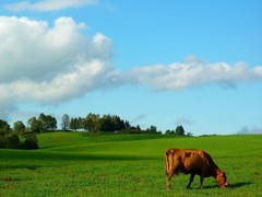 Septembrová paša