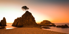 Morning Tree