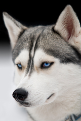 husky