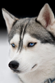husky