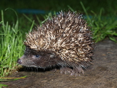Ježko