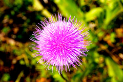 ružová supernova