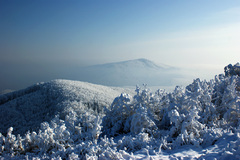 winter garden